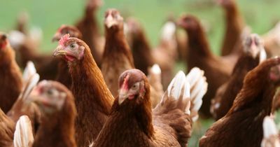 Backyard chooks and making natural skincare feature in free waste workshops