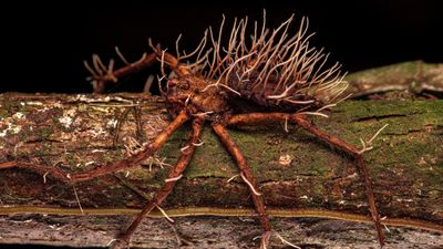 Horrifying photo captures moment parasitic fungus bursts from huge spider's body