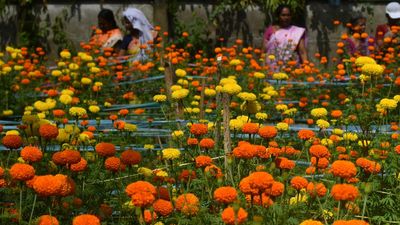 With Onam around the corner, marigold farmers in Kochi hope to make a profit