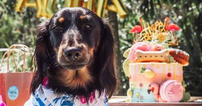Pampered pups celebrate birthdays in style with Pawty Time