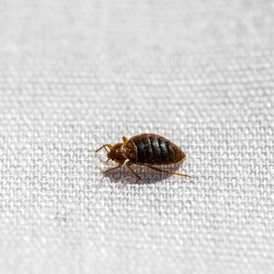 The UK is facing a bed bug epidemic - experts explain why outbreaks are on the rise