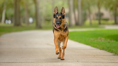 Time, patience and these three trainer-approved tips will dramatically improve your dog’s recall