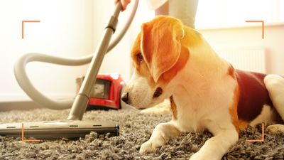 How to get rid of fleas in the house fast – 7 effective methods