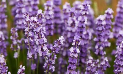 Lavender is a fragrant, low-effort addition to your garden – if you plant it correctly