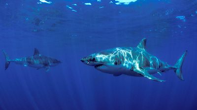 2 male great white sharks have traveled thousands of miles together and no one knows why