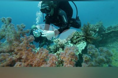 Israel: Eilat’s Red Sea coral reefs deteriorating