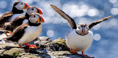 Europe's wild bird species are on the brink – but there are ways to bring them back