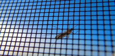 How genetically modifying mosquitoes could strengthen the world's war on malaria