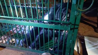 Forest department captures sloth bear near Andhra Pradesh's Srisailam
