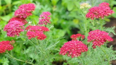 Should I deadhead yarrow? Gardening experts share their knowhow for more blooms