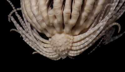 Bizarre, alien-like creature discovered deep in Atlantic Ocean has 20 gangly arms