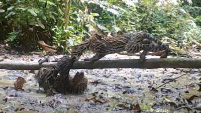 Watch sloth fight off ocelot in incredibly rare footage from deep in the Amazon rainforest