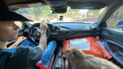 See Ferrari F8 Tributo Used As A Truck To Haul Feed, Fruit, And A Capybara