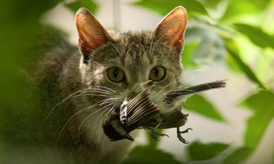 ‘Bird killing machines’: New Zealand cools on cats to protect native wildlife