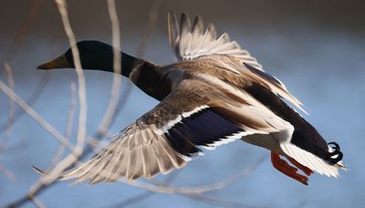 Bummer of a U.S. Fish and Wildlife Waterfowl Population Status for 2023