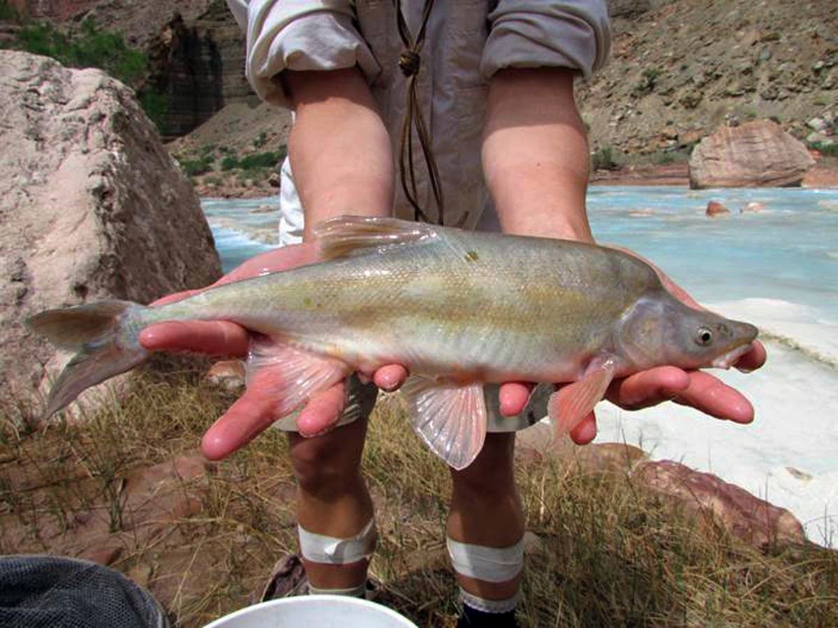 Chicago fishing: An early Chicago king and late summer patterns