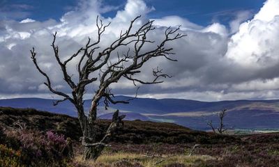 Reforesting Scotland doesn’t need multimillionaires, say campaigners