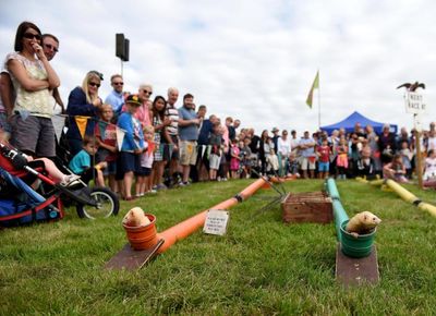 Ferret racing and giant marrows: how UK country shows keep rural traditions alive