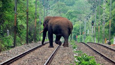 East Coast Railway to install Intrusion Detection System to prevent elephant deaths on railway tracks