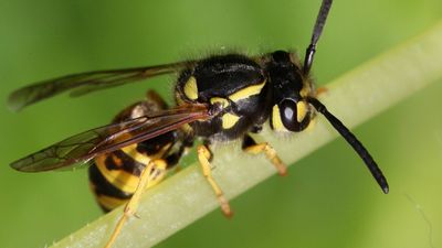 How to kill yellow jackets – expert advice on banishing stinging insects