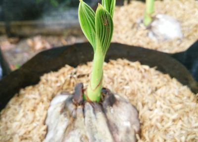 We'd not heard of rice hulls either - this affordable hack is what pros use to make backyards better for growing