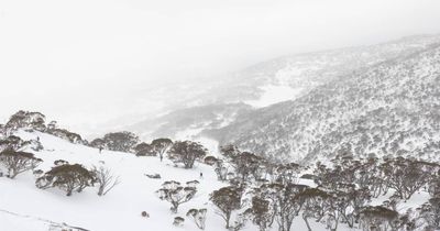 Long lines for fresh snow at Perisher, cars asked to turn around