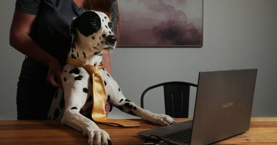 The case of naming Charles the Dalmatian Australia's best office dog