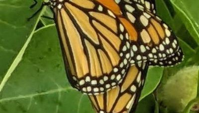 Chicago outdoors: Coupling monarchs, kings and gobies, grandfather notes, Illinois Natural Areas