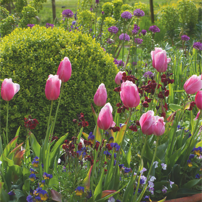 When to plant bulbs for spring – don't miss the window for stunning blooms next year