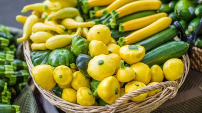 Harvesting summer squash – how and when to pick for the best crop