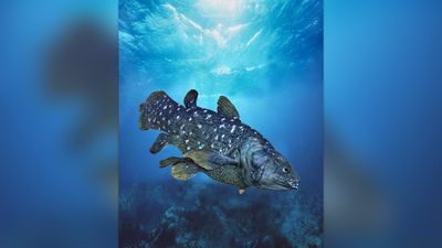 West Indian Ocean coelacanth: The once-'extinct' Lazarus fish that can live for 100 years