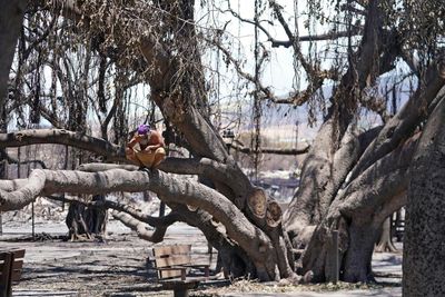 ‘I’m heartbroken’: residents and tourists mourn the destruction of Lahaina