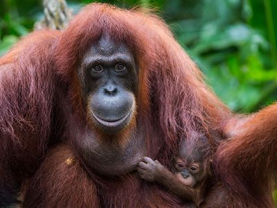 Orangutans are being pushed to the brink