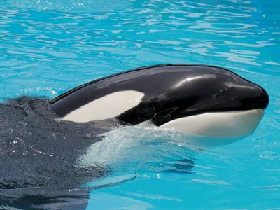 Lolita, oldest orca held in captivity, dies before chance to return to the ocean