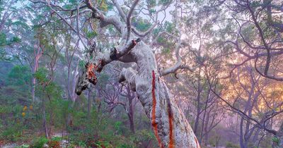 'Grandmother tree' rooted in Aboriginal land battle