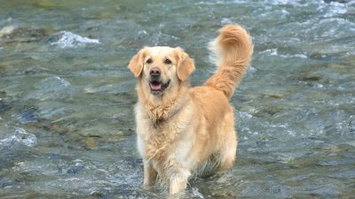 Got a high-energy dog? Trainer shares a great game to tire them out