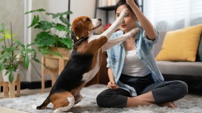 27 practical tips for training your dog on your own