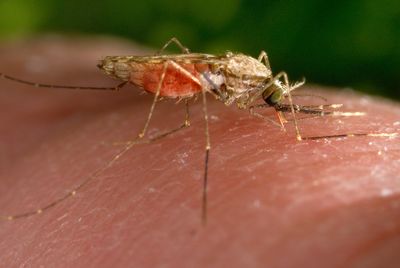 Florida malaria cases baffle experts