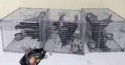 6 exotic Black Palm Cockatoos rescued in Assam