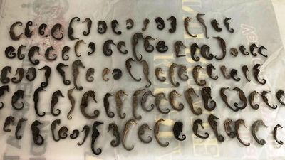 Man held with sea horse skeletons