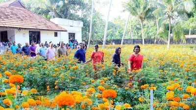 Agriculture Minister P. Prasad scripts success story in floriculture