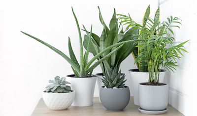 Which house plants reduce stress? These 8 will relieve anxiety and help you relax, say experts