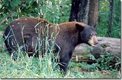 Bear chase season underway in Kentucky