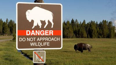 Yellowstone tourist tries to pet bison until Park Ranger intervenes