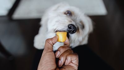Trainer shares a four ingredient supplement recipe to help boost your dog’s overall health