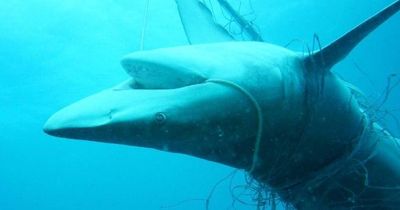 Shark nets to stick around for summer swimming season