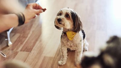 If your dog isn’t food driven then you need to try this trainer’s advice