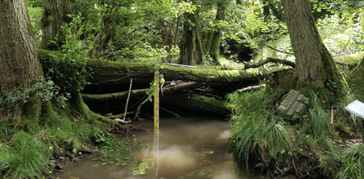 Why beaver-like dams can protect communities from flooding – new research