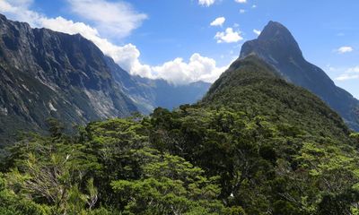 Mountain treelines are rising due to climate crisis, study finds