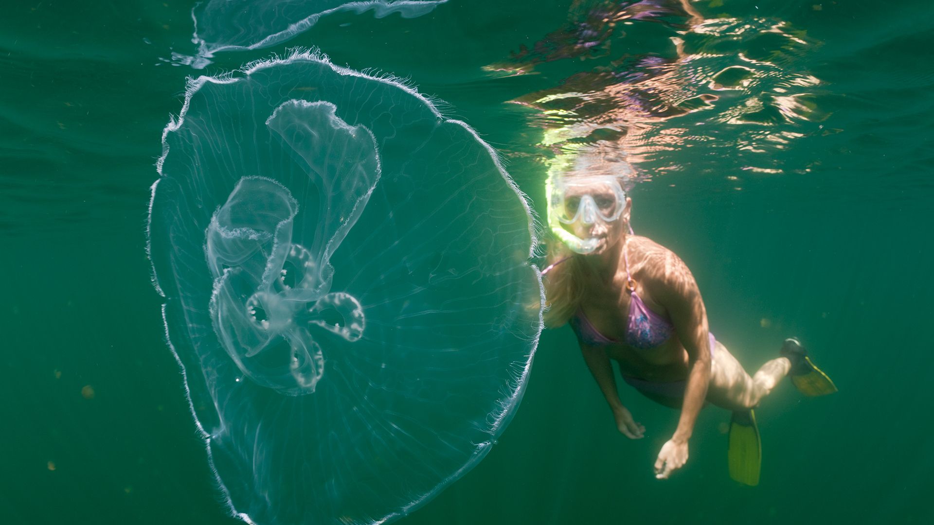 Should you really pee on a jellyfish sting?